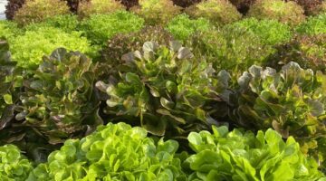 Greens