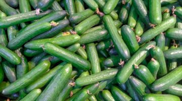 Vine Crops